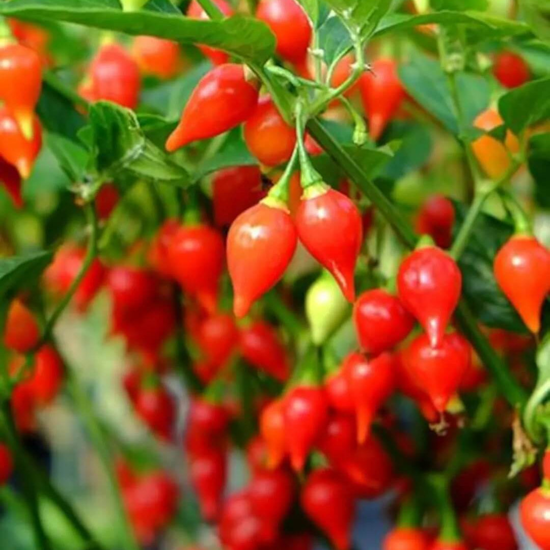 Pepper Seeds – Biquinho  