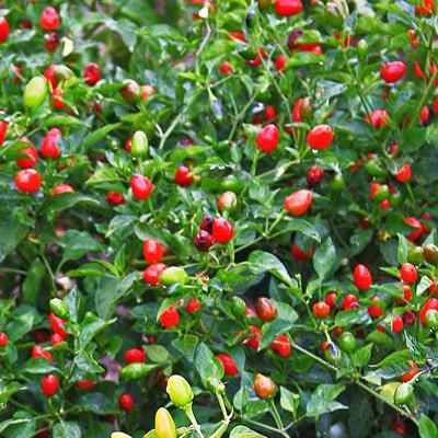 Pepper Seeds – Chile Pequin 