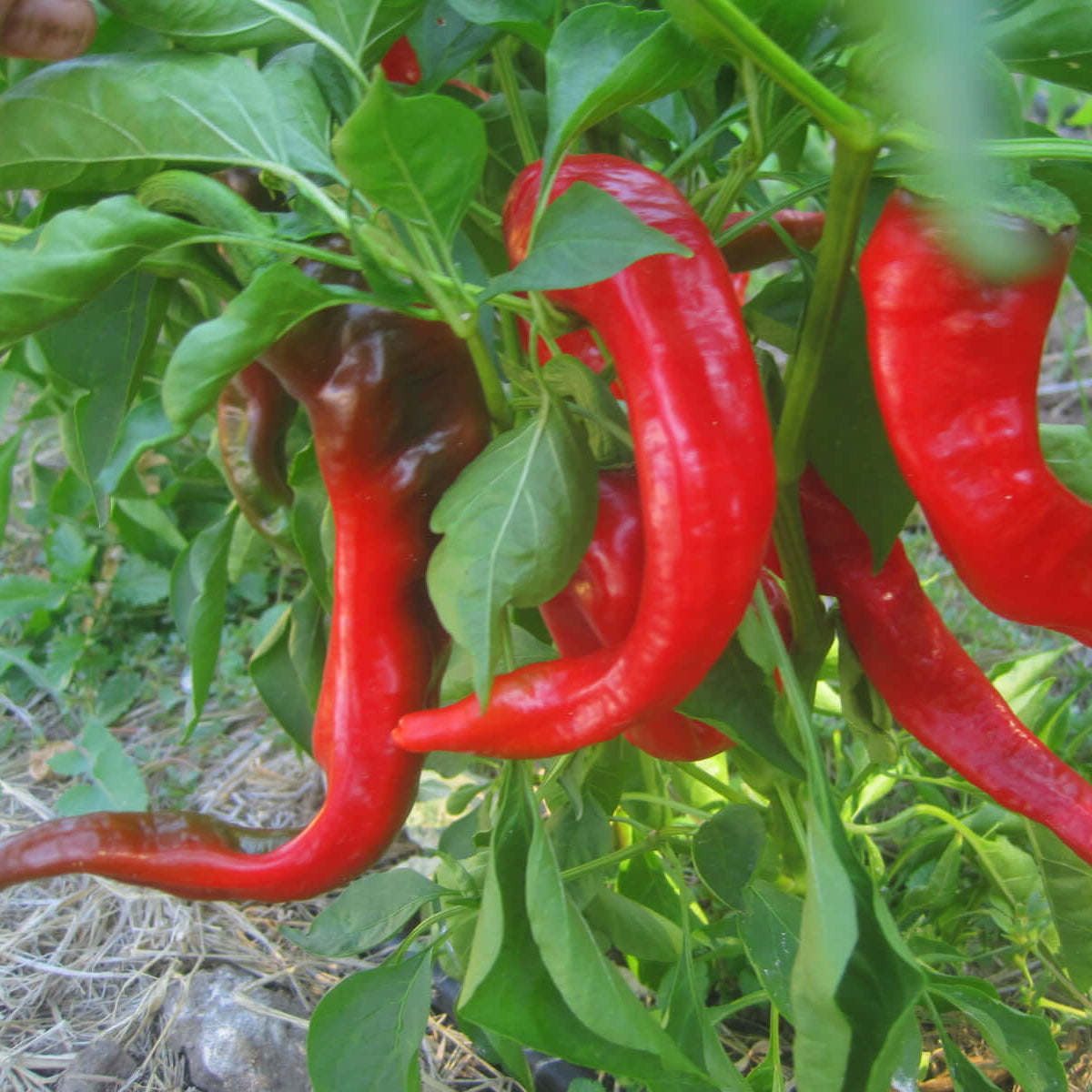 Pepper Seeds – Gernika