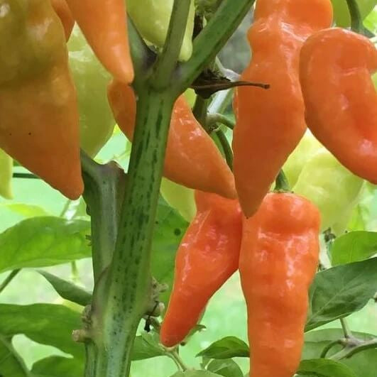 Pepper Seeds – Habanada