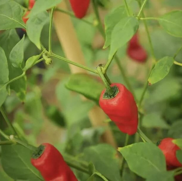 Pepper Seeds – Leutschauer