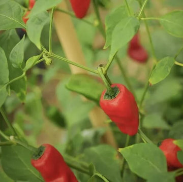 Pepper Seeds – Leutschauer