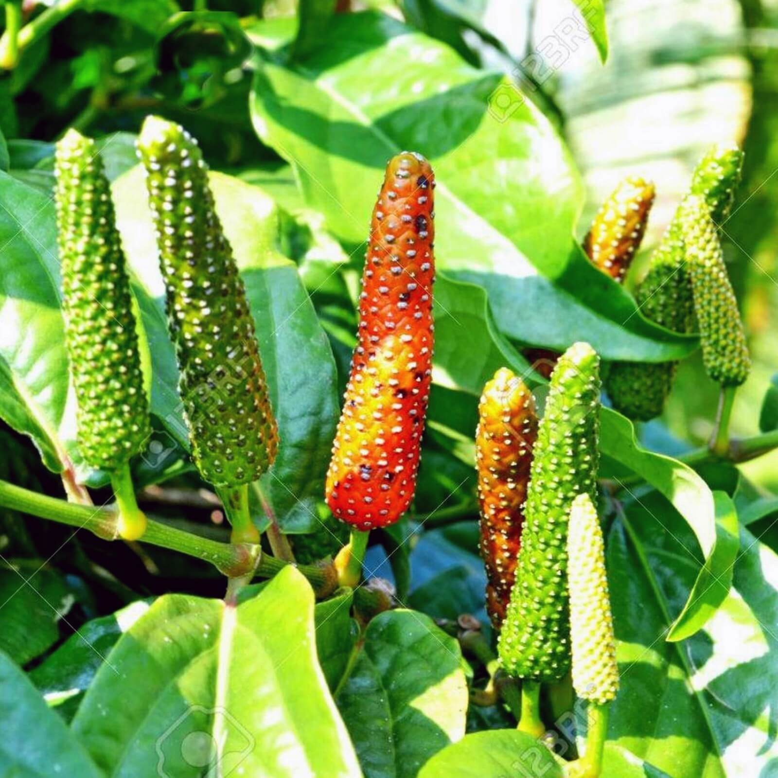  Pepper Seeds – Longum