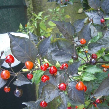 Pepper Seeds – Mata Frade 