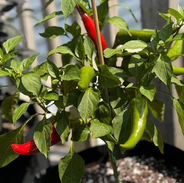 Pepper Seeds – Mirasol