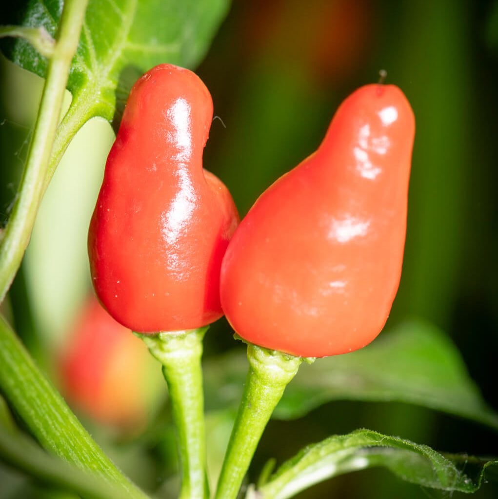 Pepper Seeds – Nipple