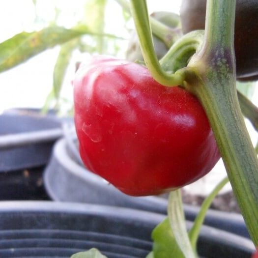 Pepper Seeds – Nora 