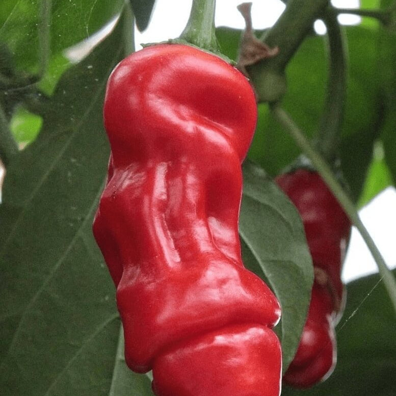 Pepper Seeds – Peter