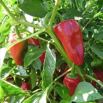 Pepper Seeds – Piquillo