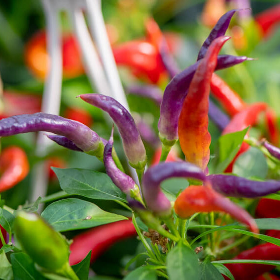 Pepper Seeds – Sangria 