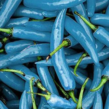Pepper Seeds – Sky Blue