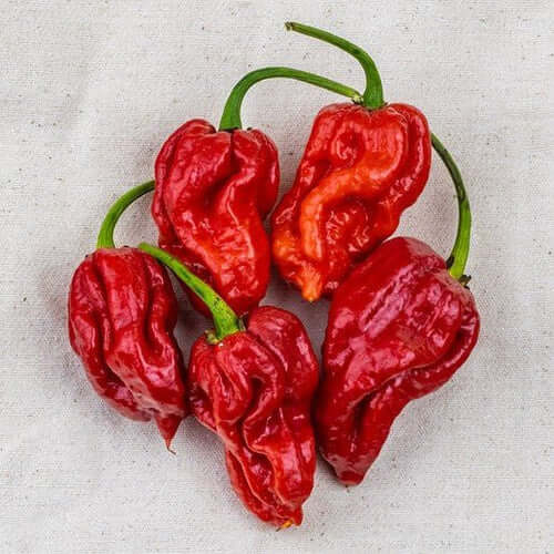 Pepper Seeds – Trinidad 