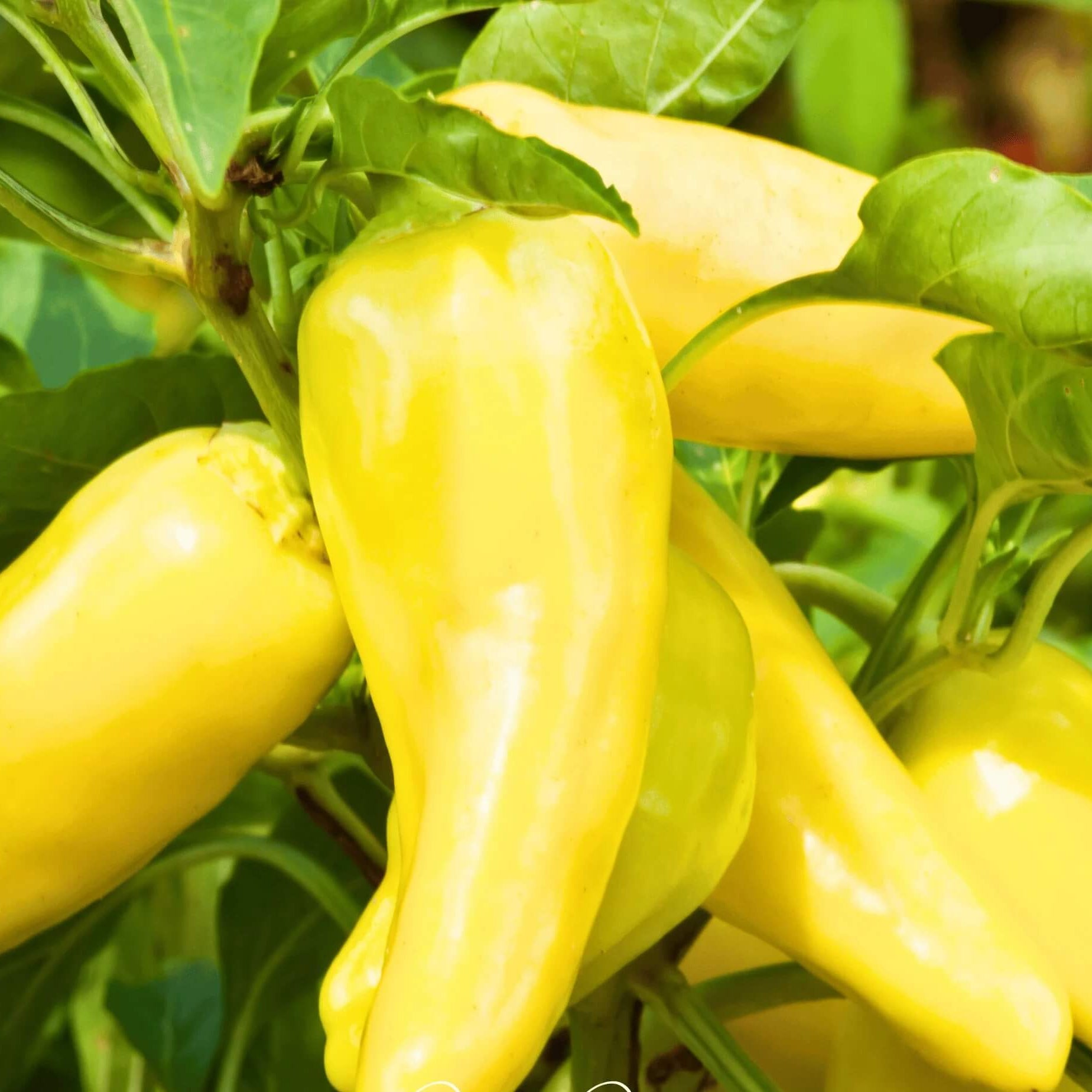 Pepper Seeds – Banana