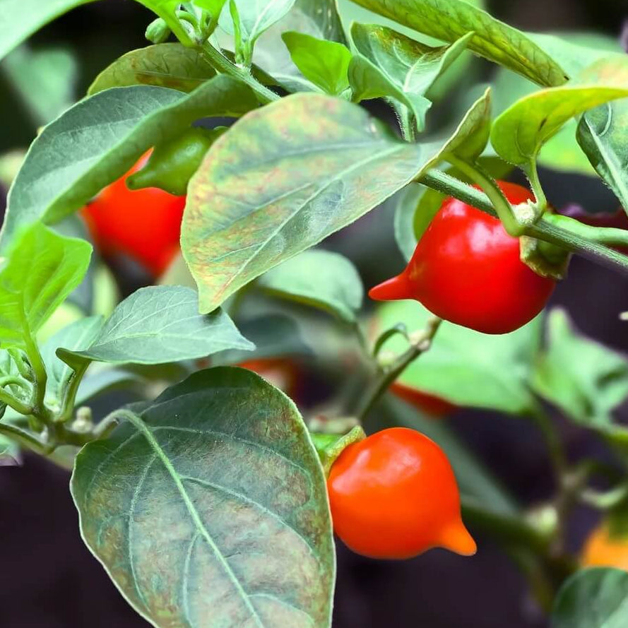 Pepper Seeds – Biquinho  