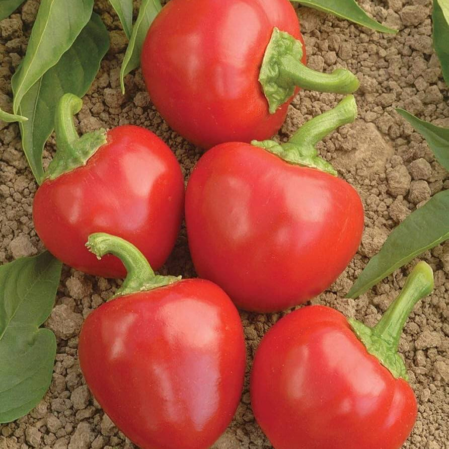 Pepper Seeds – Cherry Bomb 