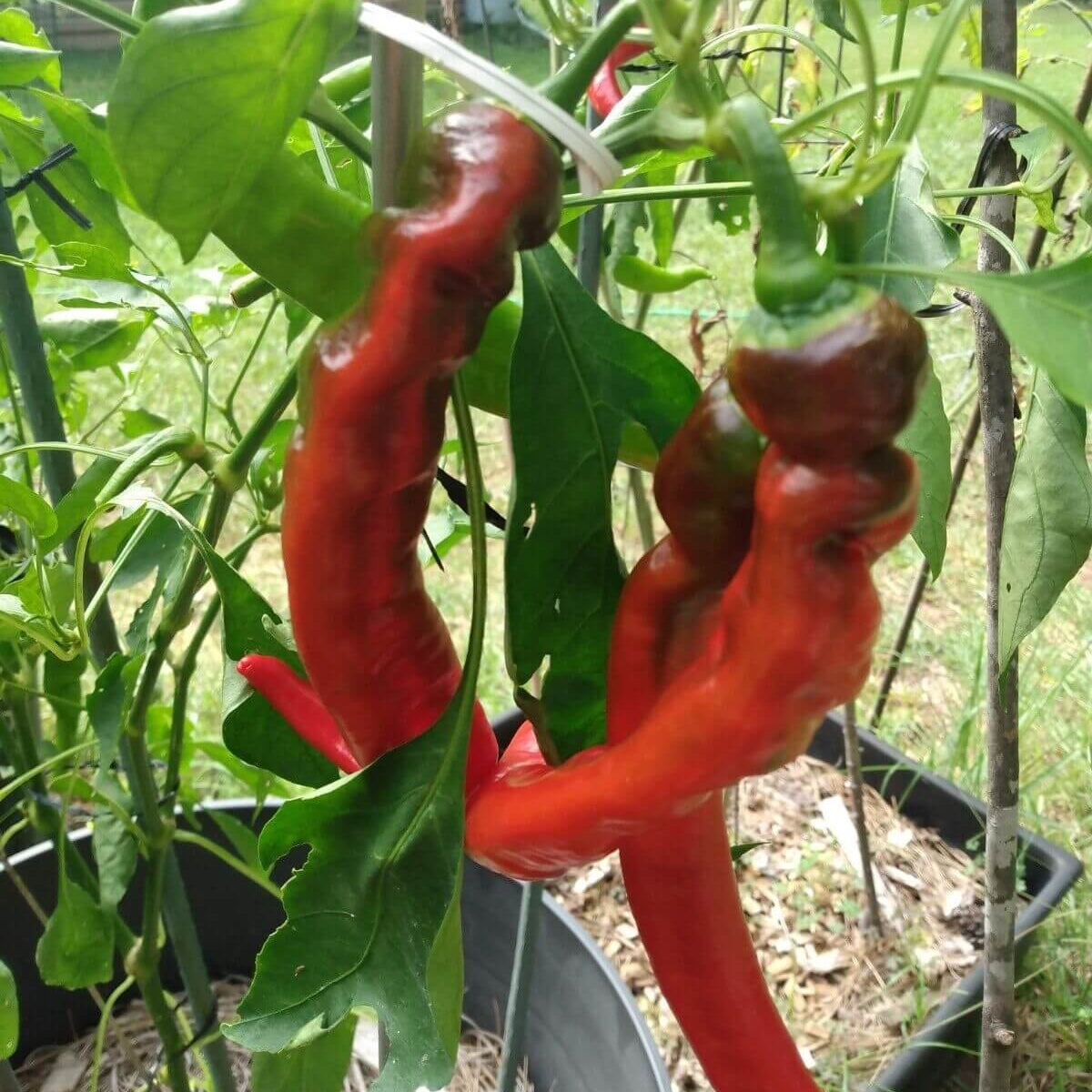 Pepper Seeds – Gernika