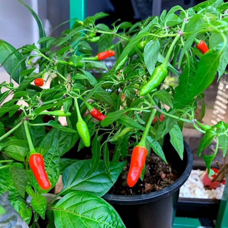 Pepper Seeds – Guam Boonies
