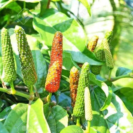  Pepper Seeds – Longum
