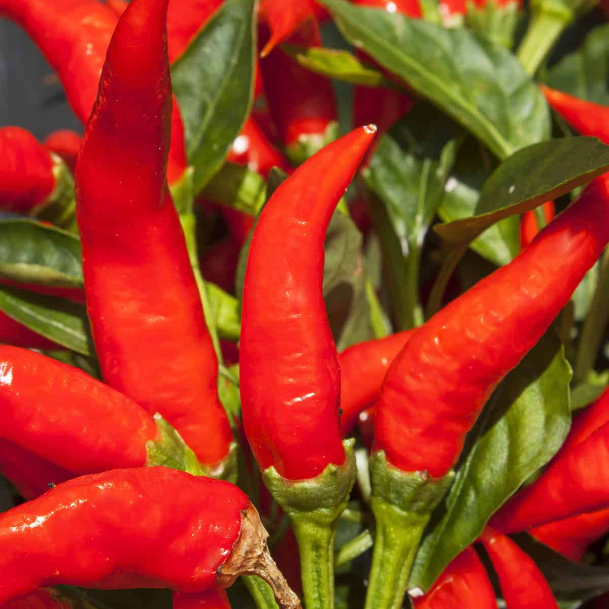 Pepper Seeds – Mirasol