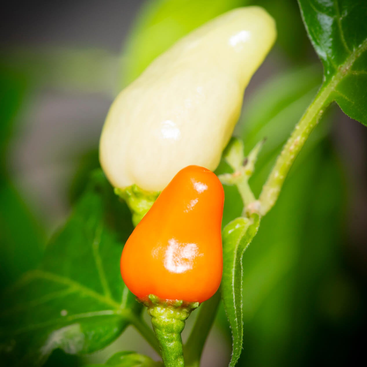 Pepper Seeds – Nipple