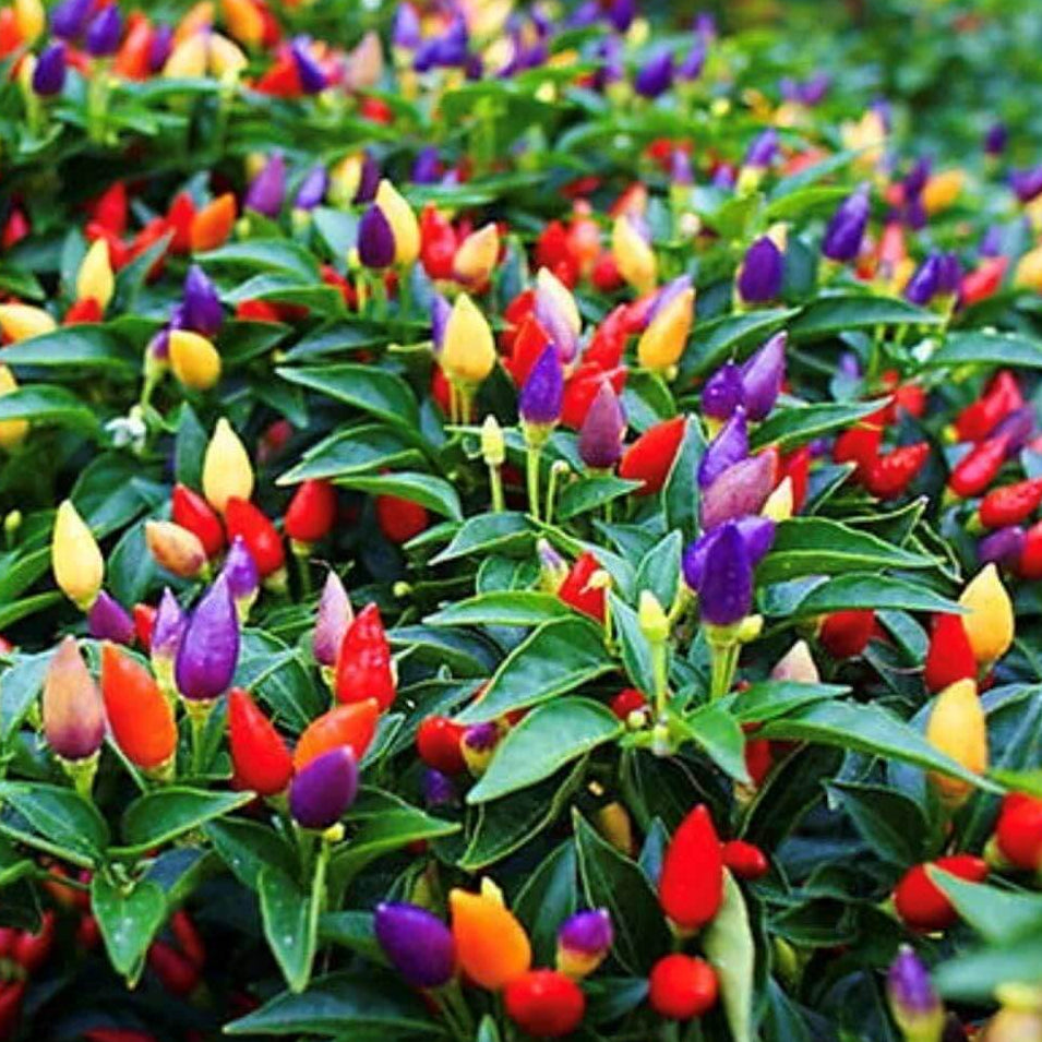 Pepper Seeds – Ornamental  