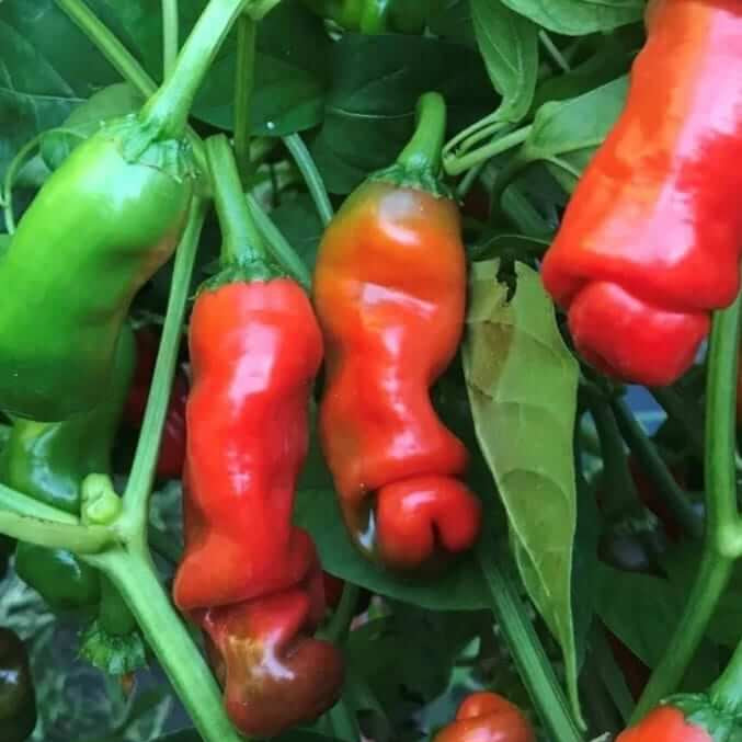 Pepper Seeds – Peter