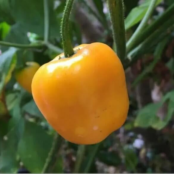 Pepper Seeds – Rocoto Yellow 