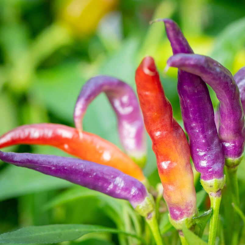 Pepper Seeds – Sangria 