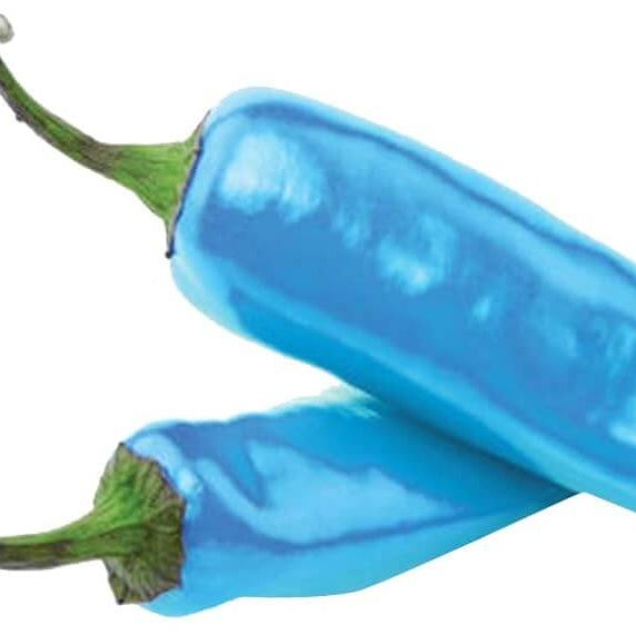 Pepper Seeds – Sky Blue