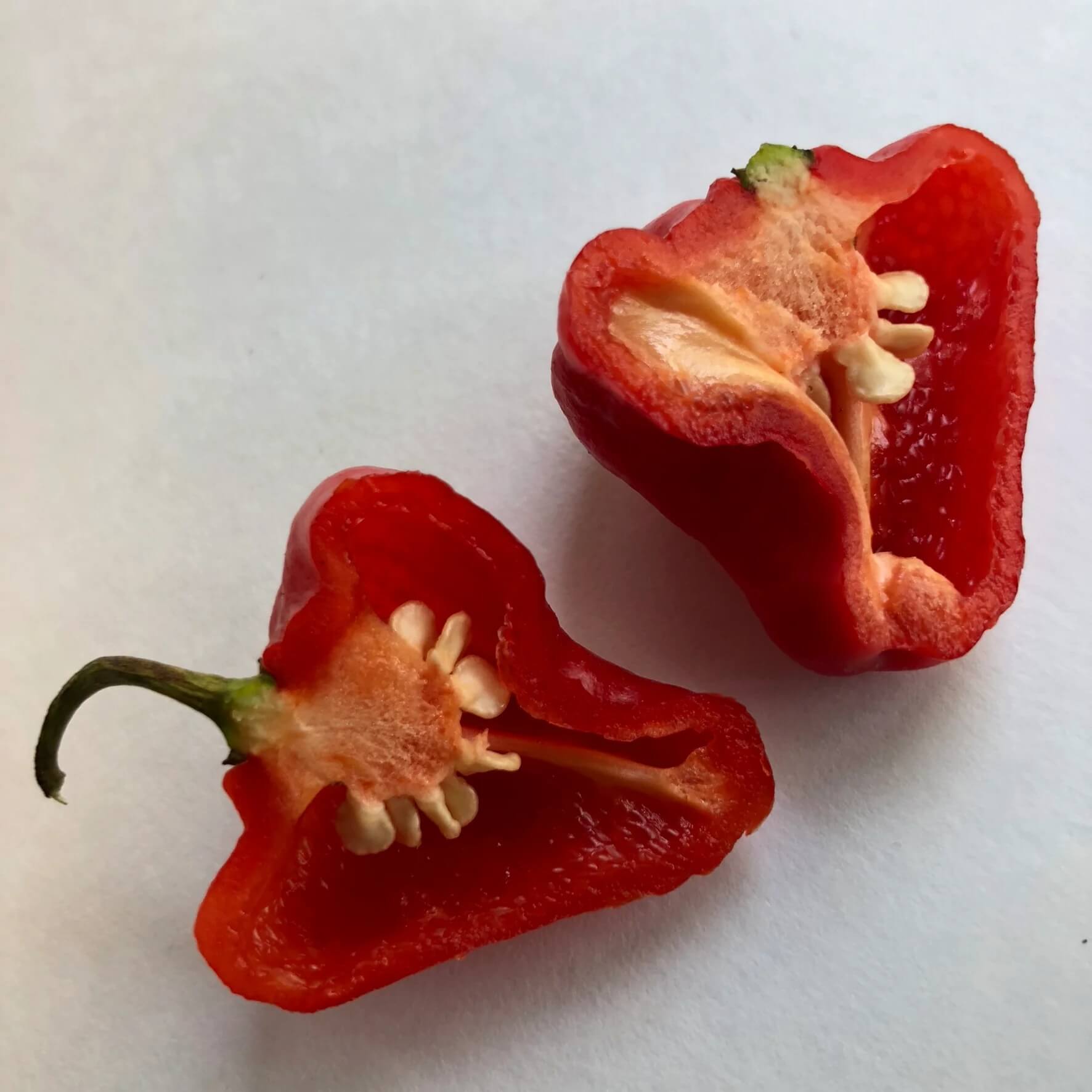 Pepper Seeds - Aji Cubano Dulce Cachucha