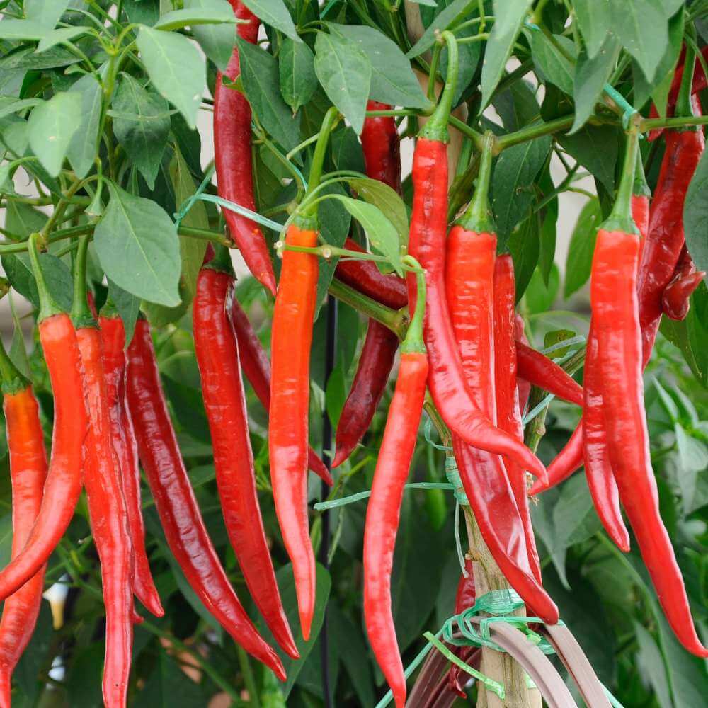  Pepper Seeds - Long Red Hot Chili