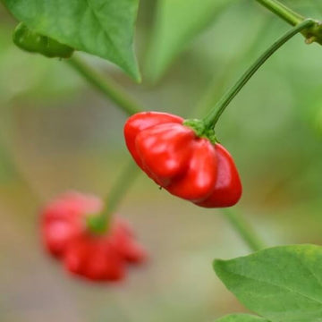 Pepper Seeds – Aji Brazilian Starfish 