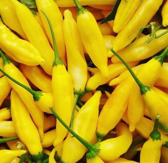Pepper Seeds – Aji Lemon Drop 