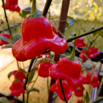 Pepper Seeds – Aka Chapeau  