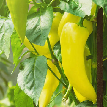 Pepper Seeds – Banana