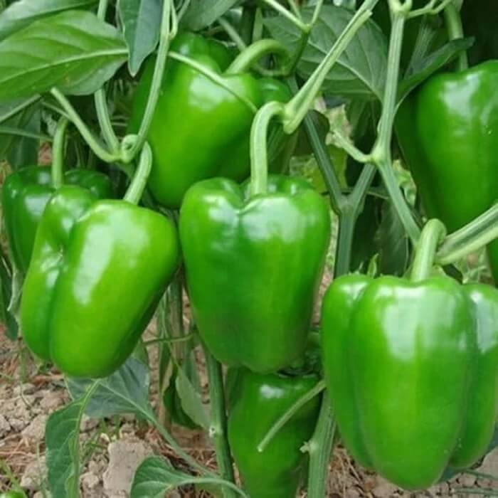 Pepper Seeds – Capsicum