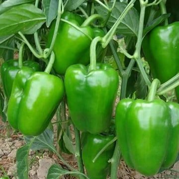 Pepper Seeds – Capsicum