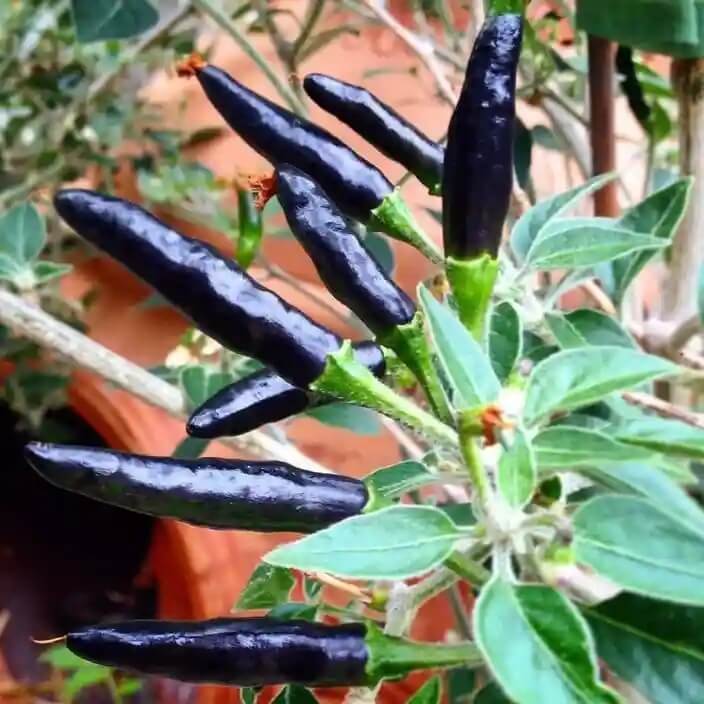 Pepper Seeds – Cobra 