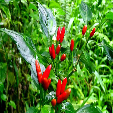 Pepper Seeds – Guam Boonies