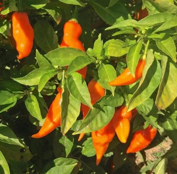 Pepper Seeds – Habanada