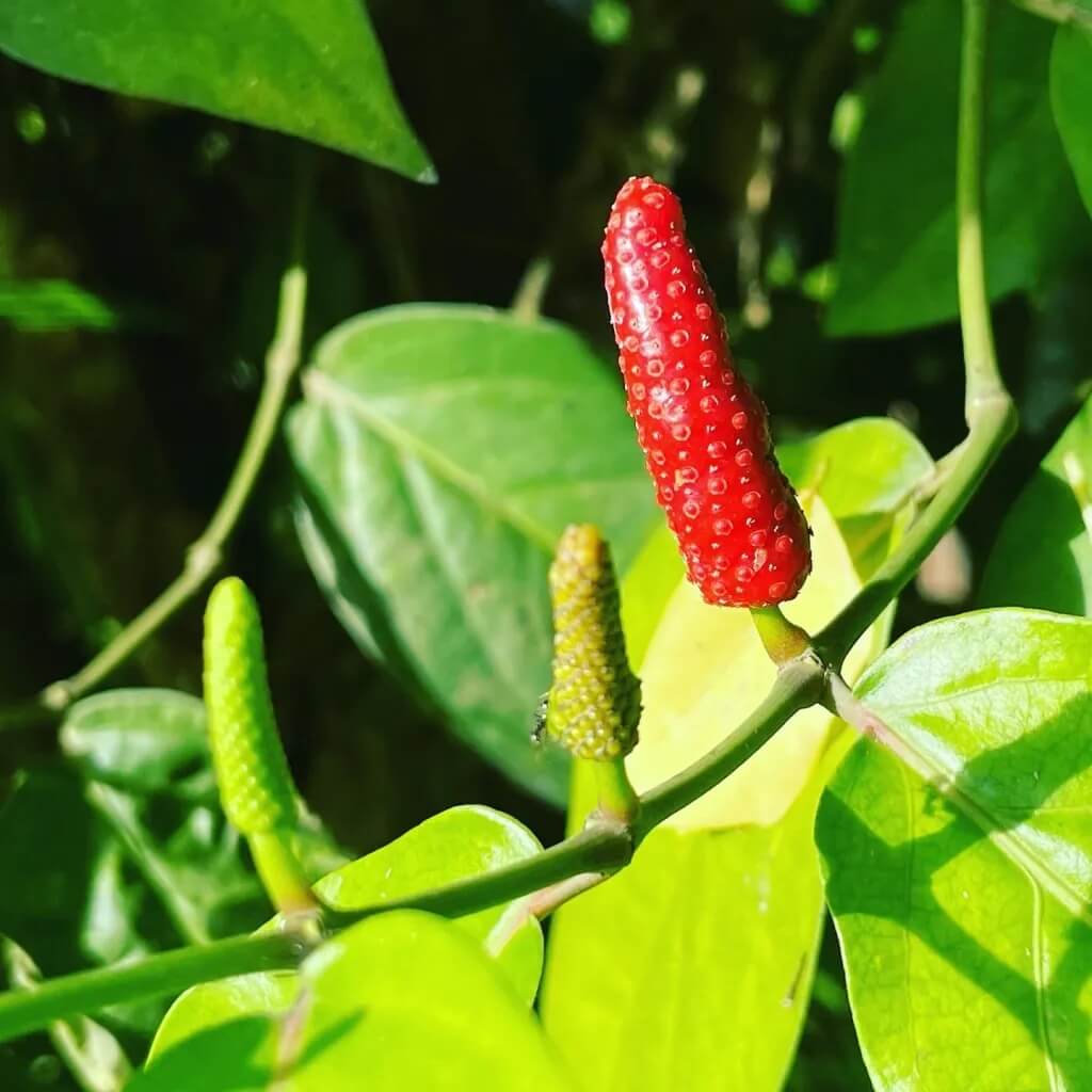  Pepper Seeds – Longum