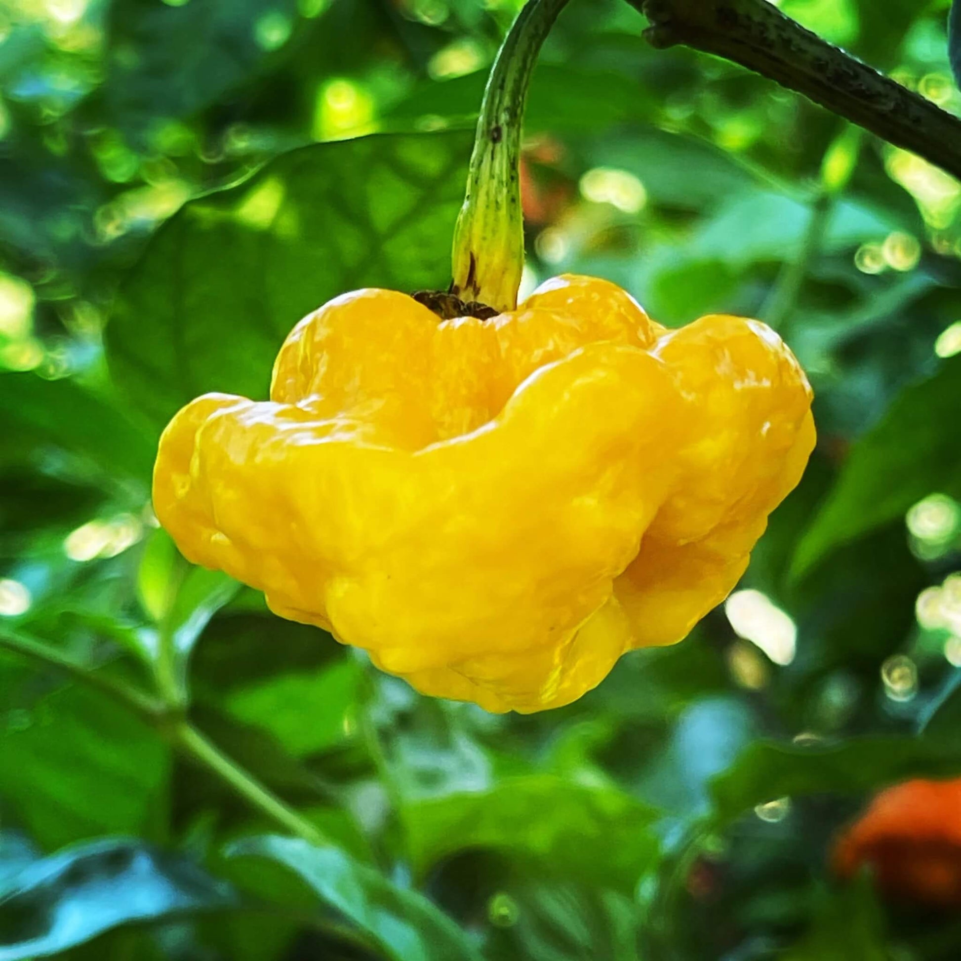 Pepper Seeds – MOA Yellow Scotch Bonnet