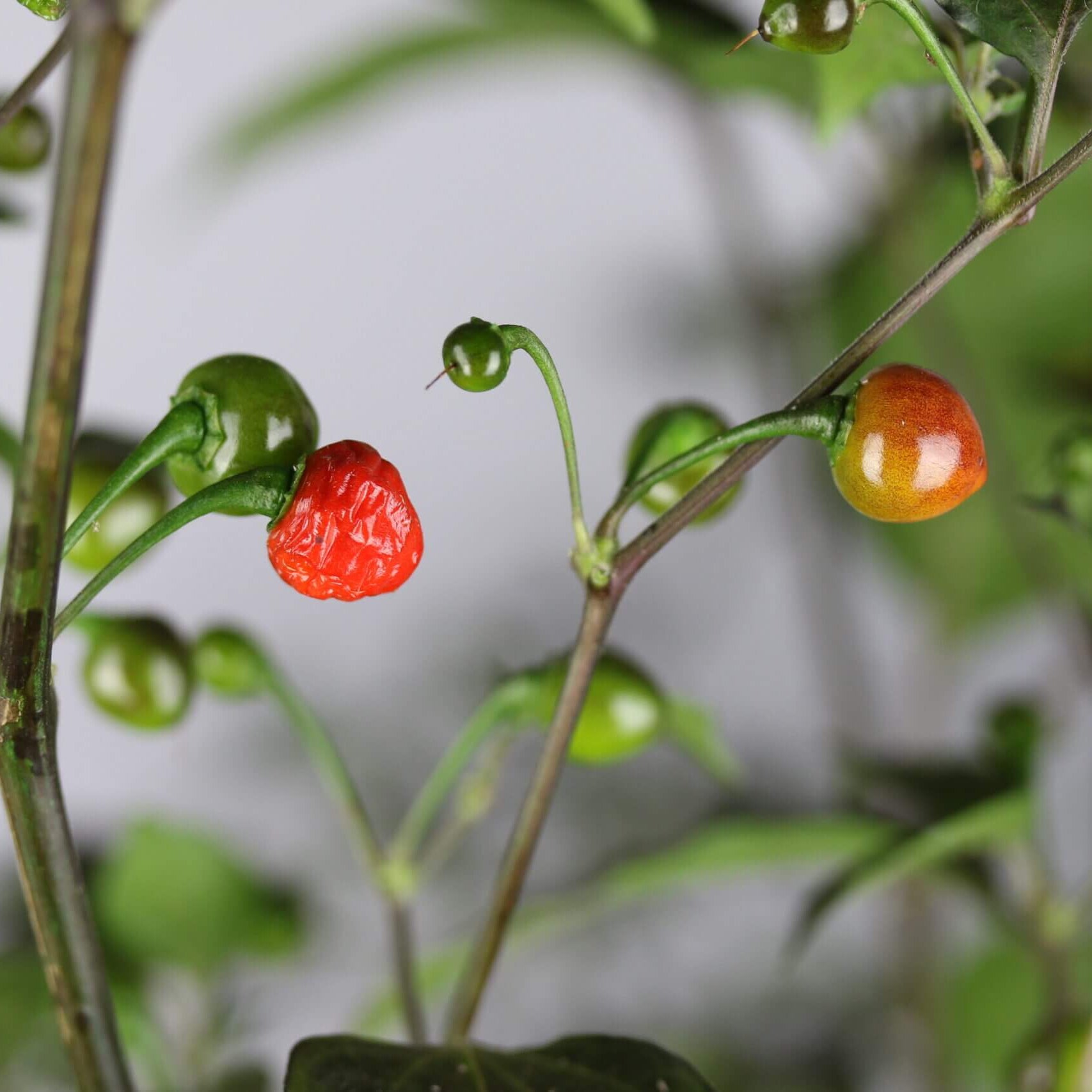 Pepper Seeds – Mata Frade 