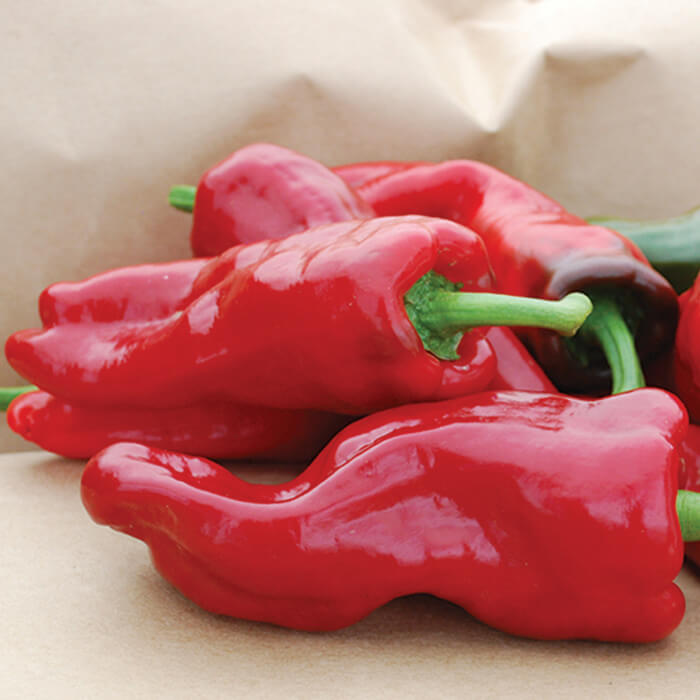 Pepper Seeds – Melrose