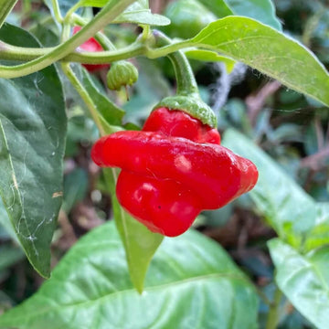 Pepper Seeds – Mushroom Cap 