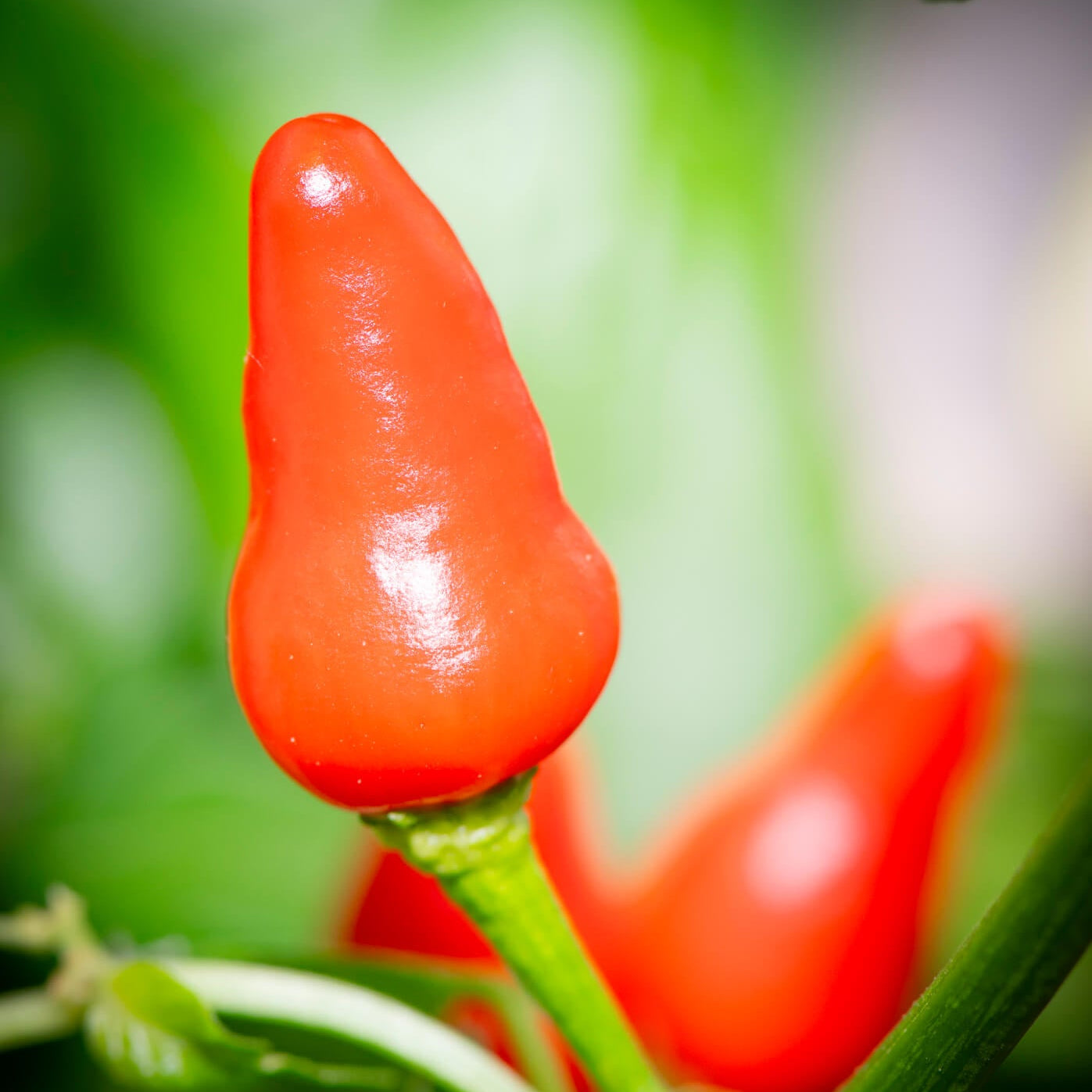 Pepper Seeds – Nipple