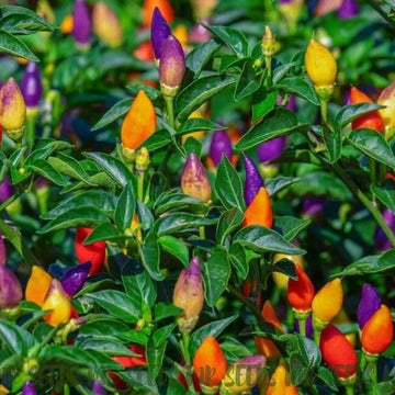 Pepper Seeds – Ornamental  