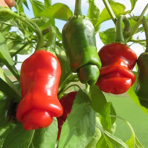 Pepper Seeds – Peter