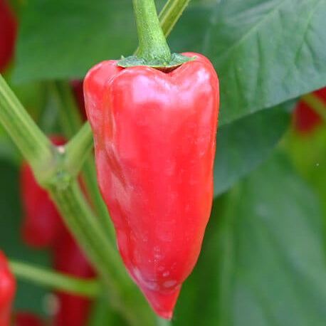 Pepper Seeds – Piquillo