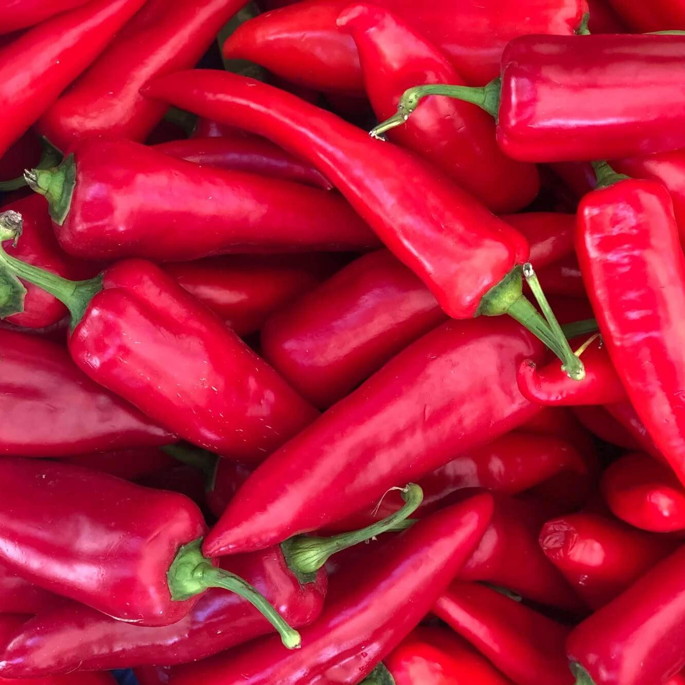 Pepper Seeds – Red Wax 